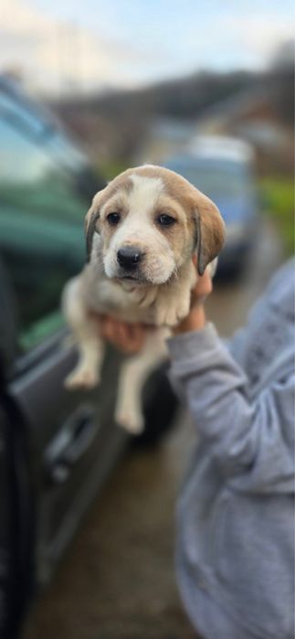 Гарні дівчатка шукають родину!