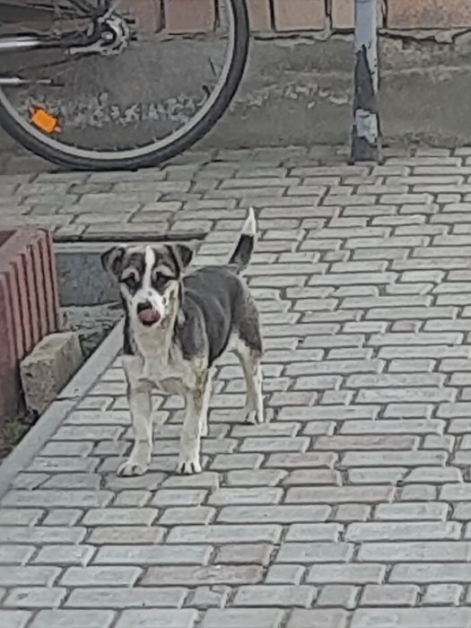 Щенята в добрі руки віддамо