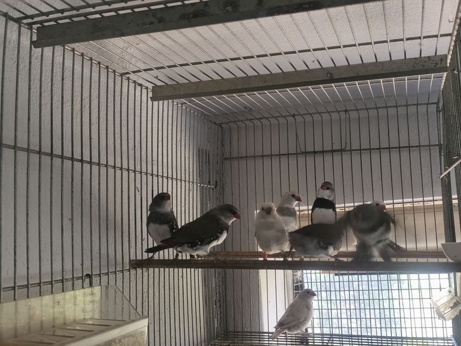 Diamantes Sparrows aves de 2026