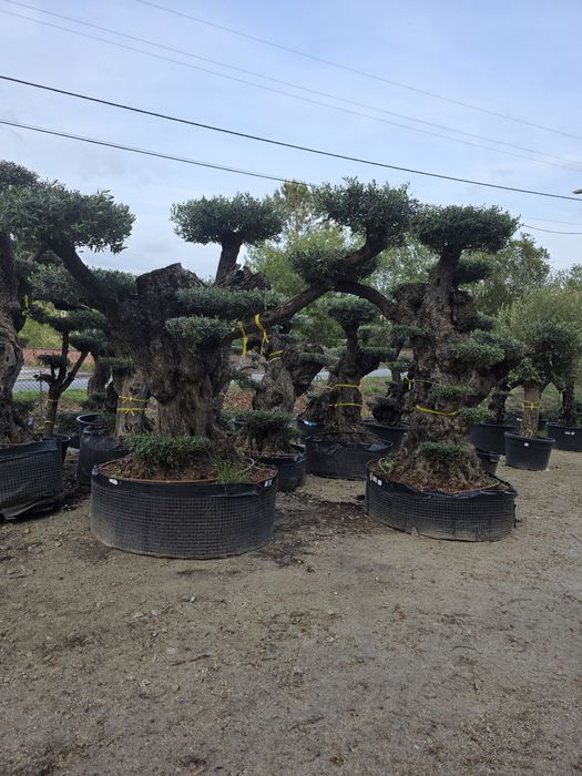 Oliveiras bonsai xl