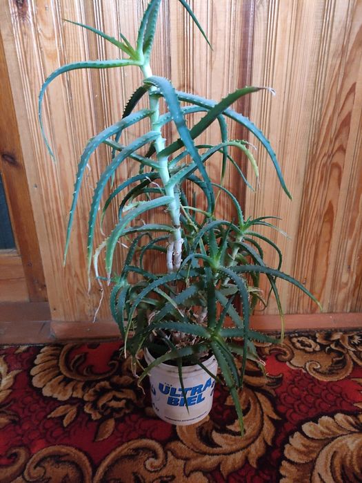 Алое ,Алое Вера цілюща рослина