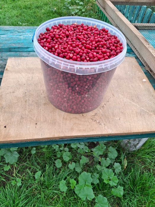 Продам брусницю лісову.