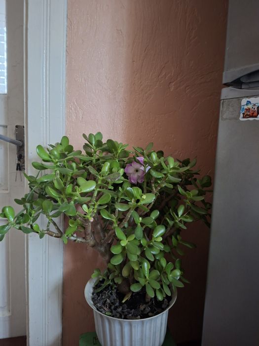 Продам вазони кімнатні