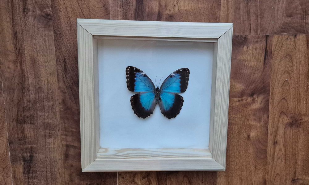 Motyl w gablotce Morpho helenor ssp. (samica) otwierana na ścianę