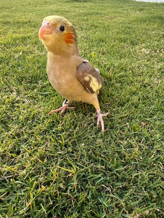 Caturras Domesticadas
