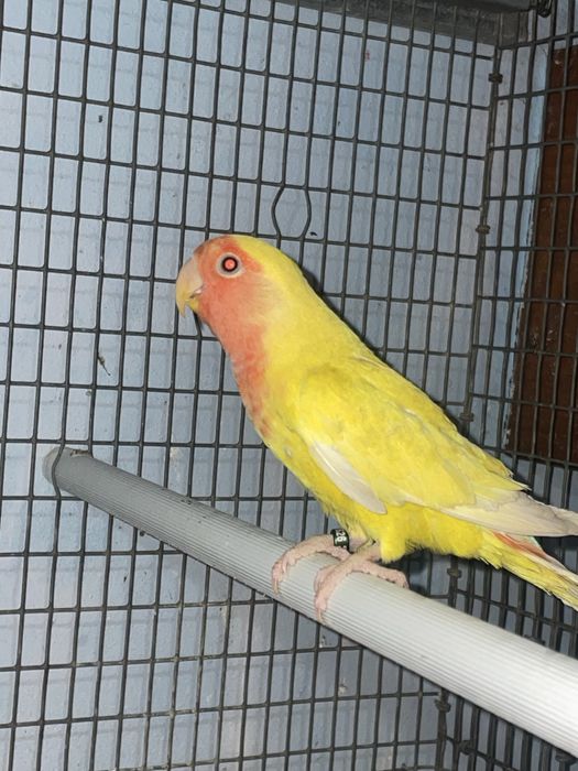 Agapornis roseicollis