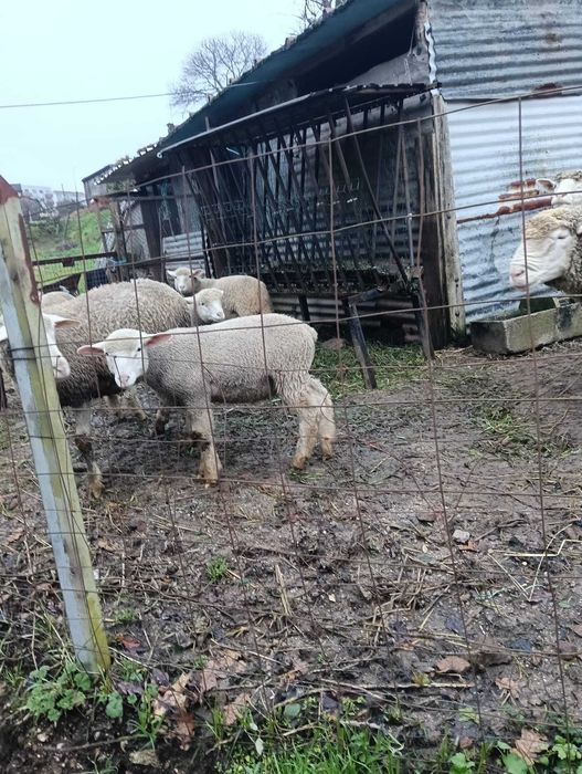 Borrego Cruzado de Ile de Françe