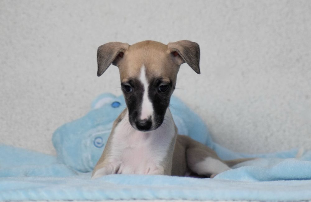 Whippet Chart Angielski ZKwP/FCI