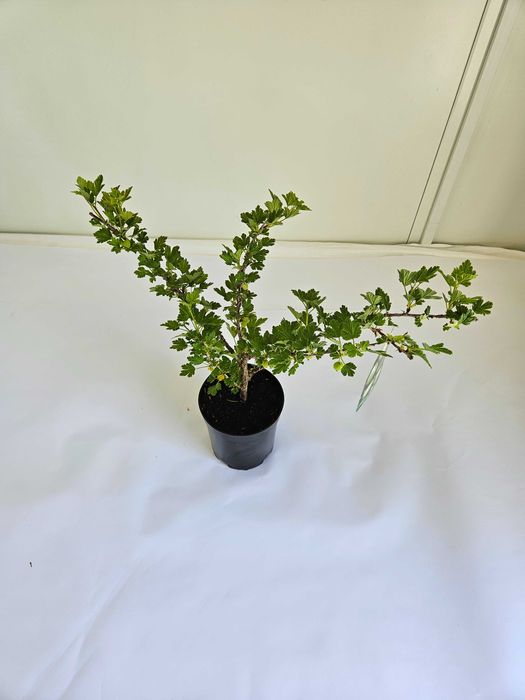 Agrest zielony (Ribes uva-crispa)