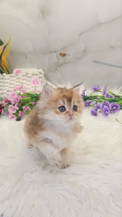 Лялькове кошеня золота шиншила