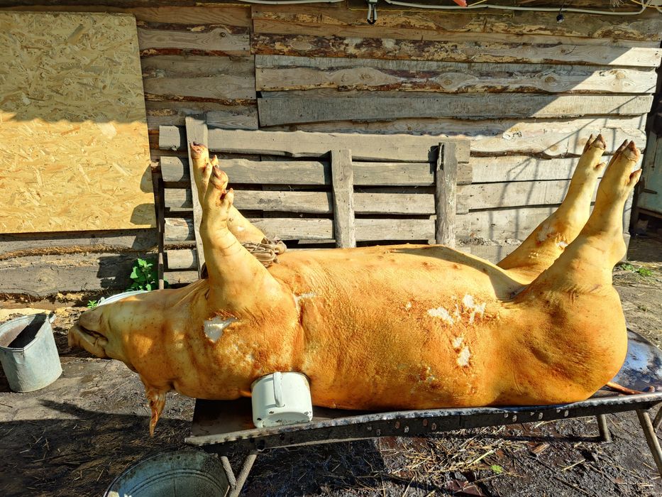 Продам свиню тошою чи напівтушою