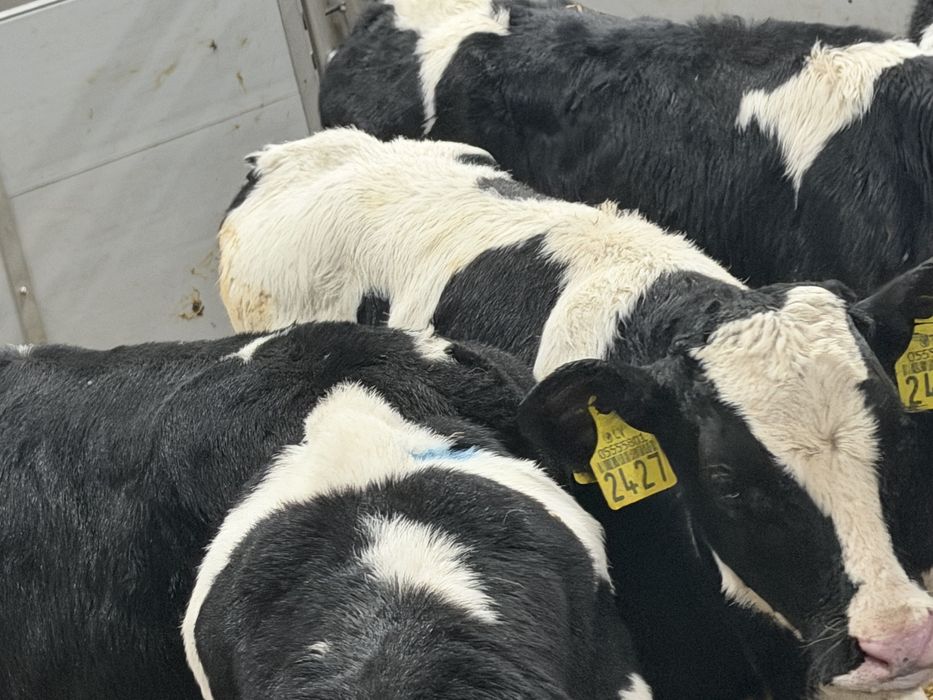 Cielaki odsadki byczki i jałóweczki