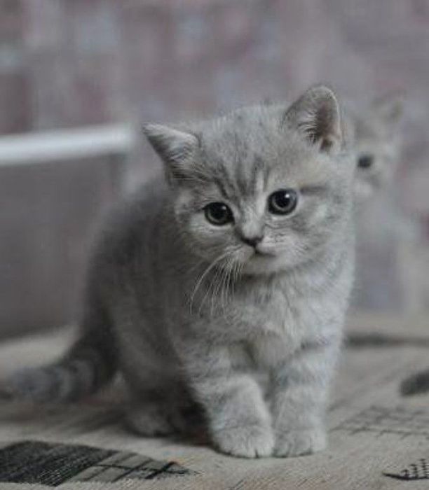 Шотландская красоточка