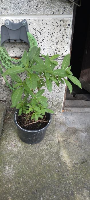 Datura biała zolta różowa  10
