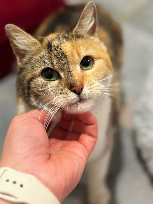 Urocza kotka Misia-  kochająca bliskość człowieka, miziaczek :)