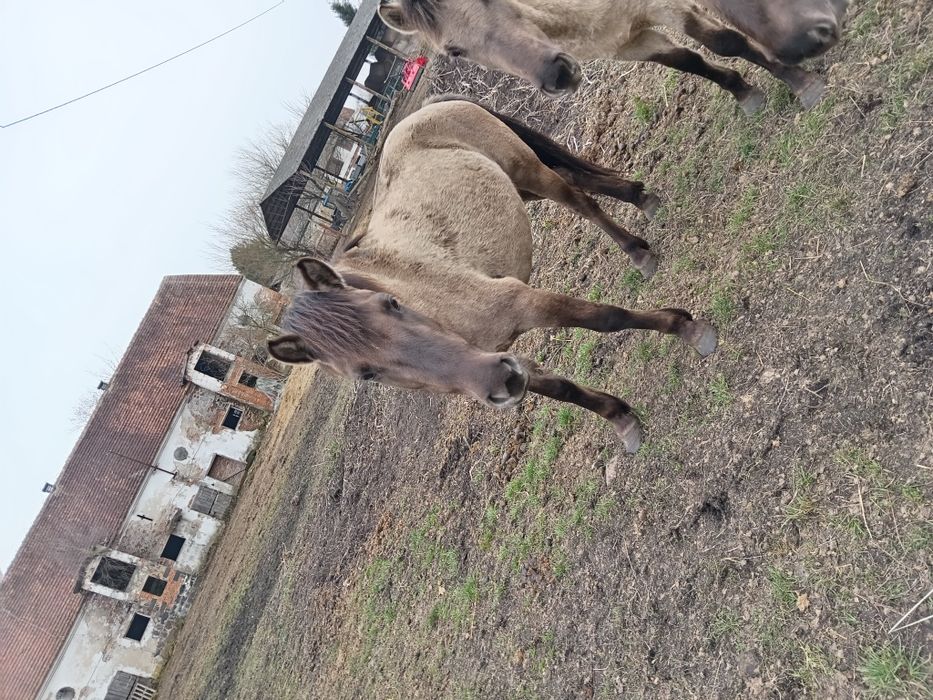 Klacze konik polski
