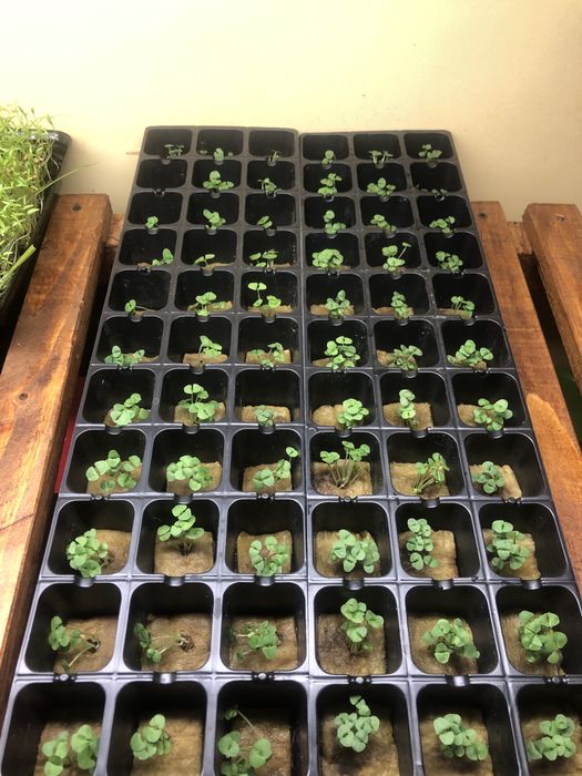 Мікрозелень-свіжий базилік