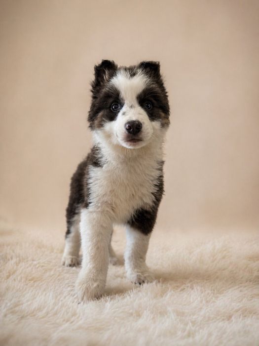 Border Collie piesek ZKwP FCI