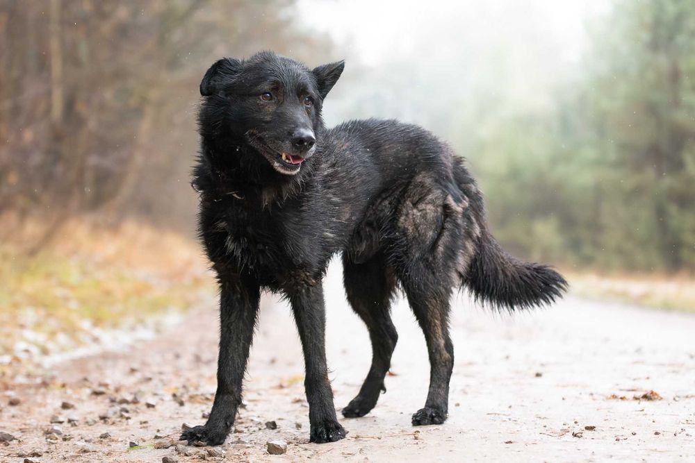 Duży czarny łagodny psiak - Charon szuka swojej rodziny do kochania