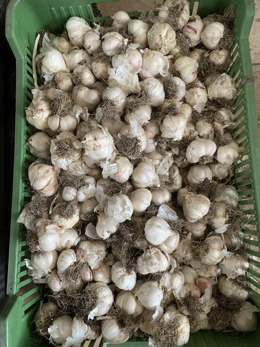 Czosnek wiosenny Jarus zdrowy