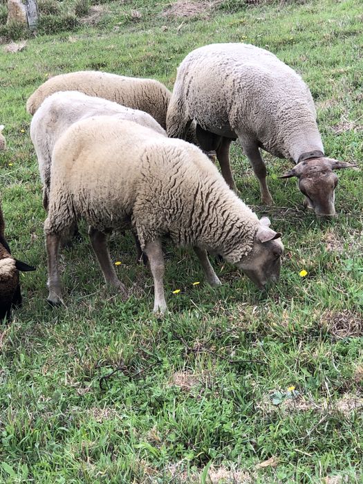 Vendo borrega charolesa