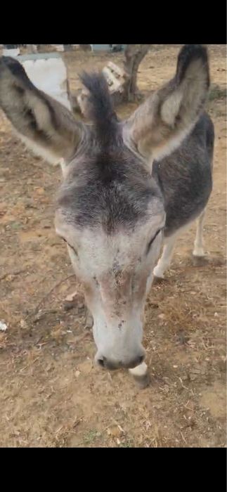 Burro Miniatura
