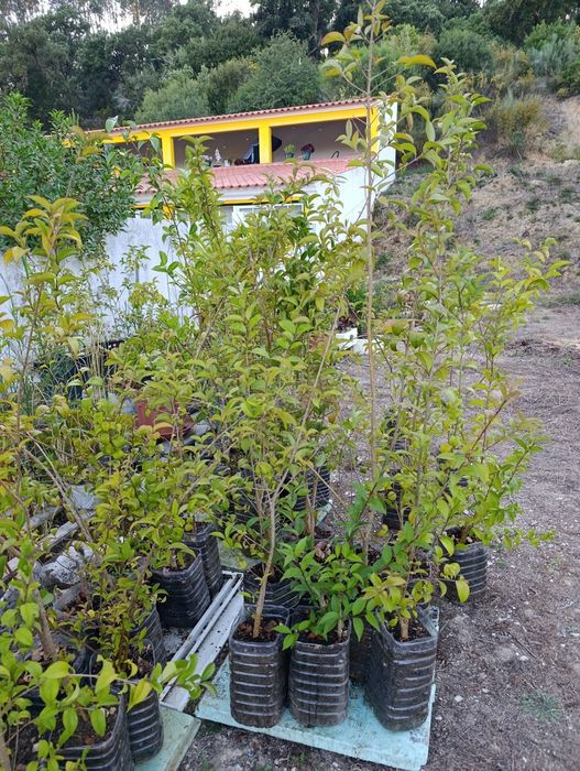 Vedação viva, lote 35 arbustos, Ligustrum japonicum, jovens e podados