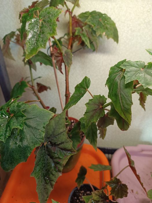 Бегонія «Lubbergei»