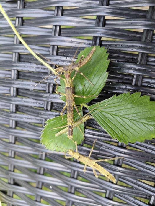 Straszyki nowogwinejskie Eurycantha calcarata