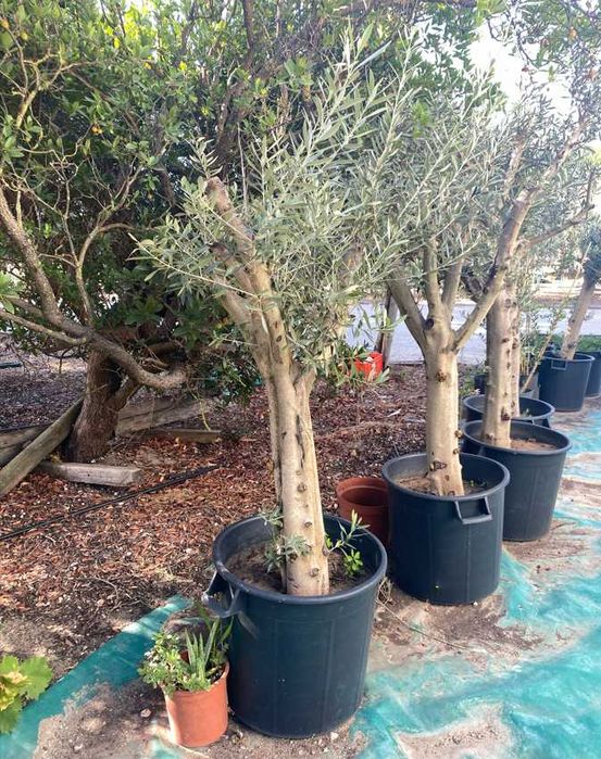 Oliveiras em vaso