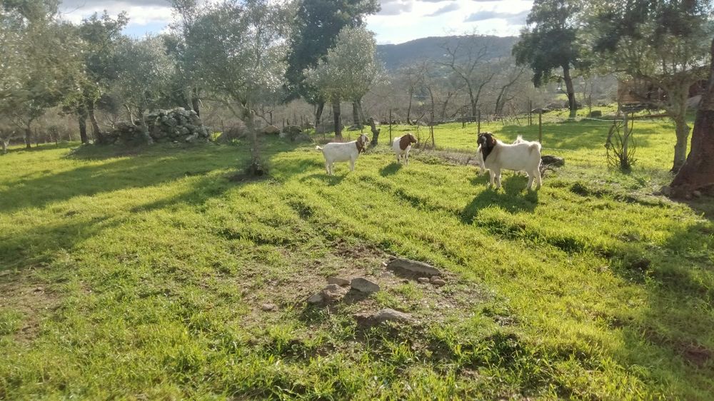Vendo 1  chibo macho boer
