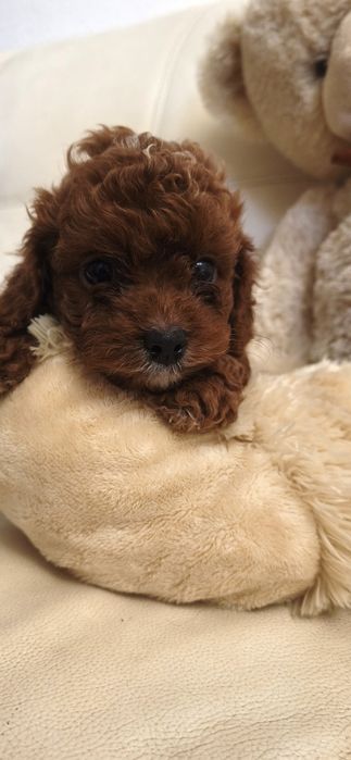 Пудель Киев ред браун red brown