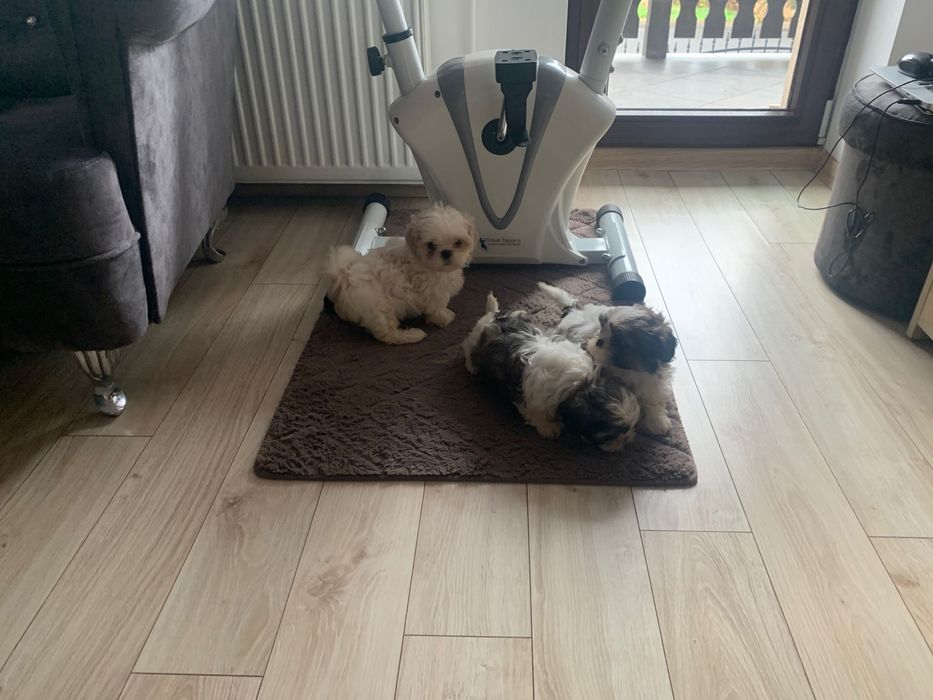 Shih tzu szczeniak