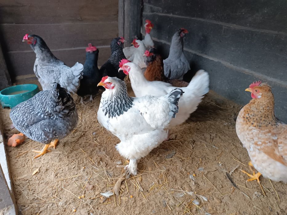 Продам яйця курячі