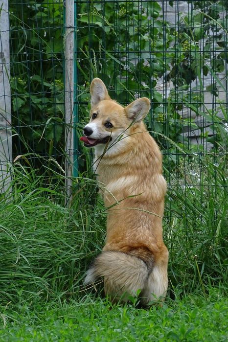 Перспективна коргі