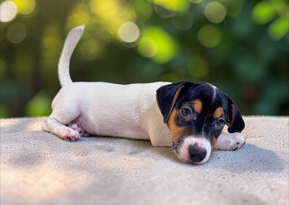 Super Jack Russell Terrier!