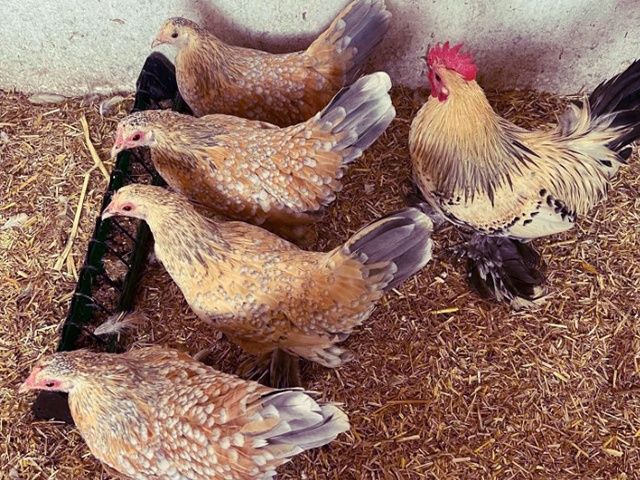 Яйце інкубаційне.Курчата, Мільфлер – лимон, мармуровий, блакитний.
