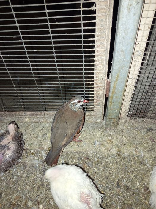 Vendo casal de perdiz 45 euros motivo desistência da espécie