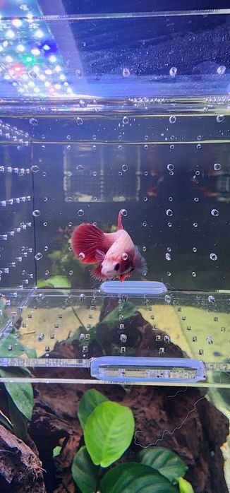 Bettas Fêmeas ...