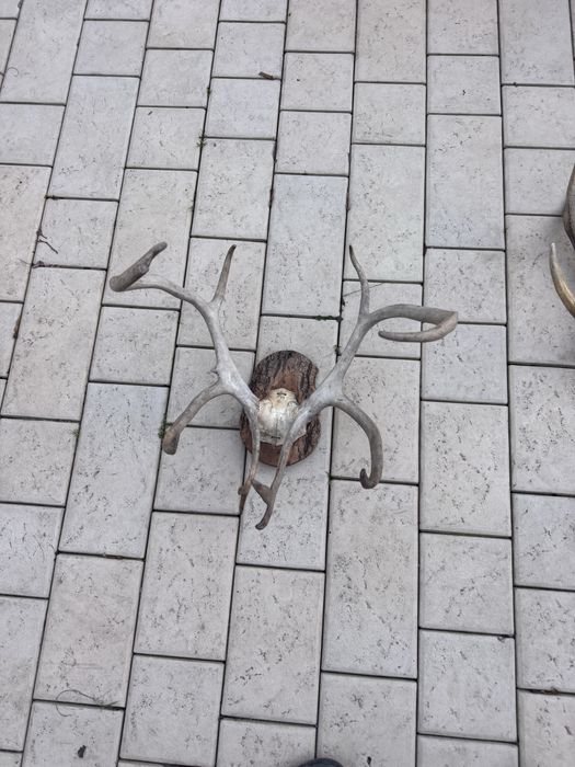 Роги оленя. Оригінальні.