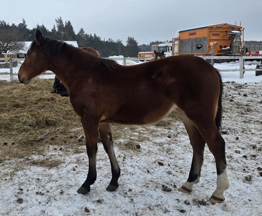 Sprzedam klacz roczną-typ pogrubiony