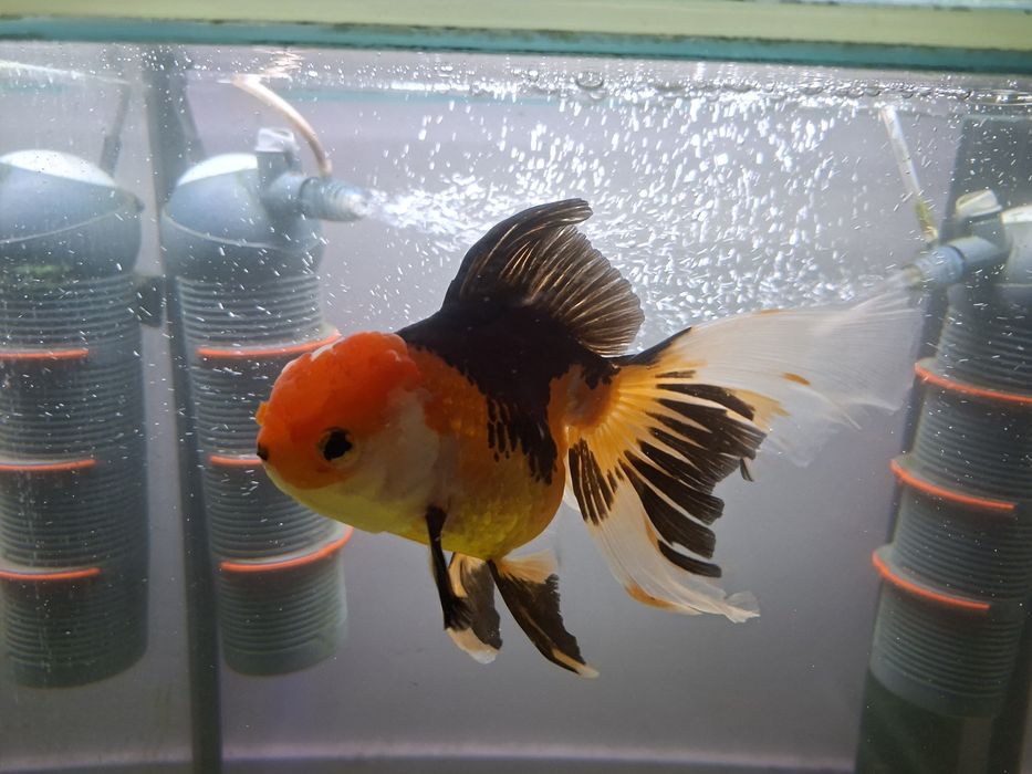 Oranda Gold fish