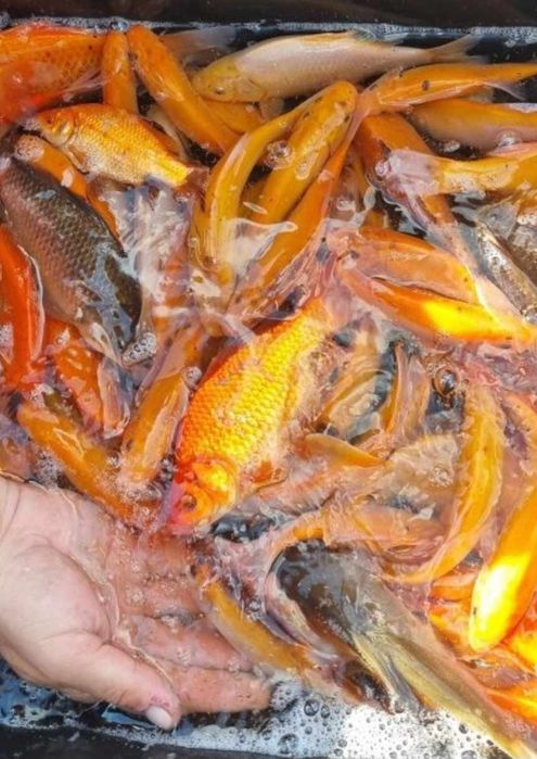 Narybek i kroczek. Karp, lin, karaś
