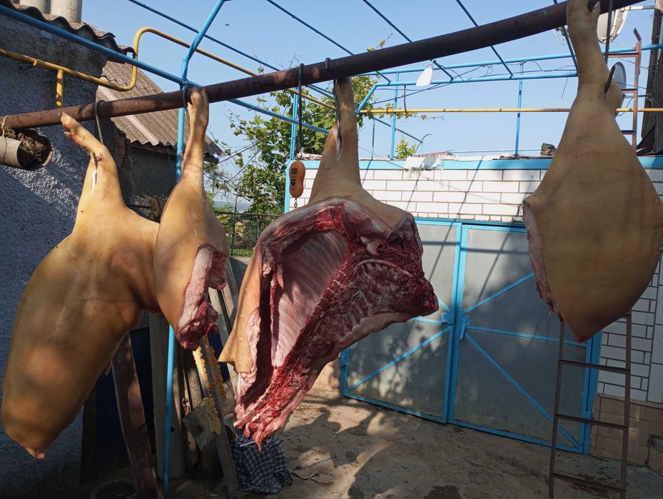 Продам домашню свинину тушки на пів тушки чітвертина є доставка 130 кг