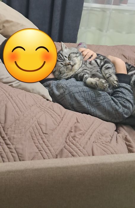 В'язка. Шотландець прямовухий мармур.