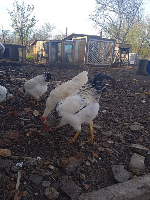 Продам. Когута. Петуха на племя.