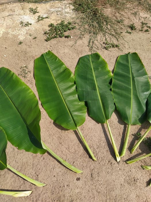 Folhas de bananeira