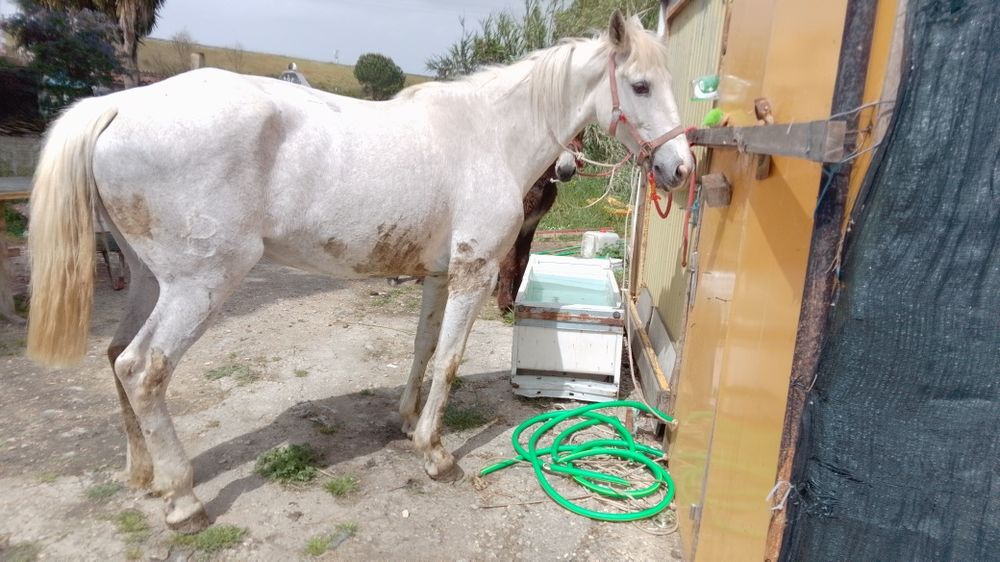 Égua russa 1.60 m com 6 anos mais formações ligam