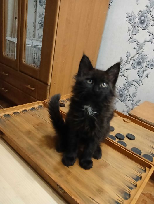 Акция в питомнике!Котята мейн-кунята Доставка