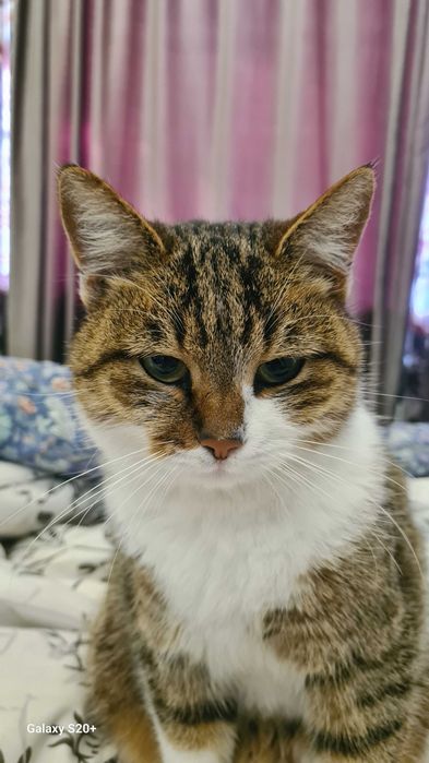 Маленькая кошка. БЕСПЛАТНО
